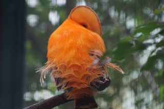 Rupicola rupicola - Tiefland-Felsenhahn (Cayenneklippenvogel)